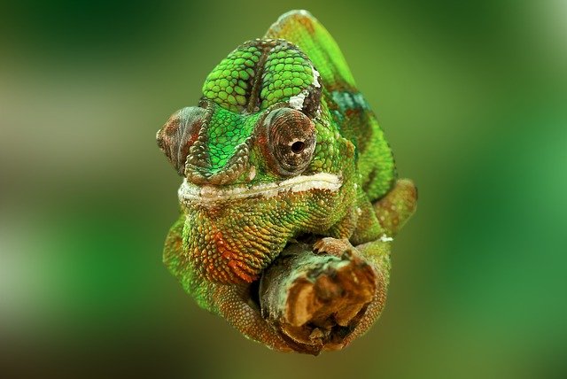 pixabay-chameleon