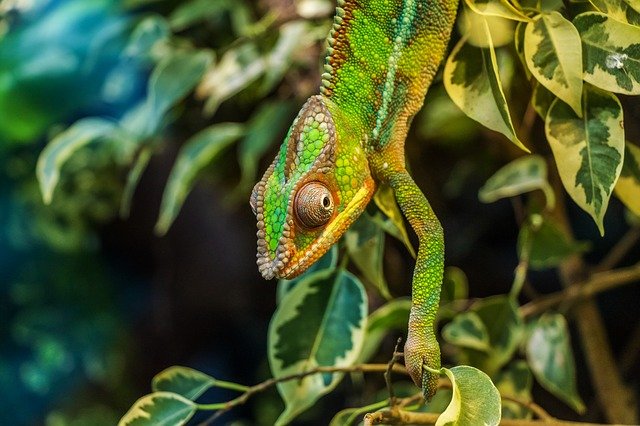pixabay-chameleon