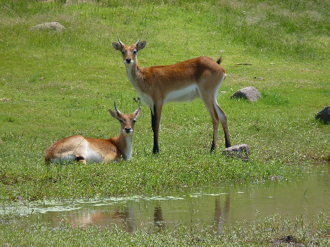 antilopa, zdroj: www.pixabay.com, CCO (volná licence)