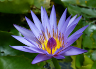 květina, zdroj: www.pixabay.com, CC0 Creative Commons Volné 