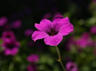 květina, zdroj: www.pixabay.com, CCO